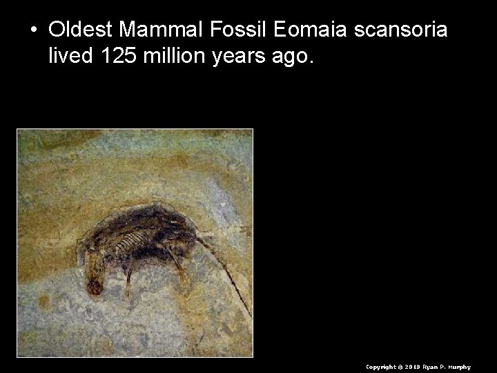  • Oldest Mammal Fossil Eomaia scansoria lived 125 million years ago. Copyright ©