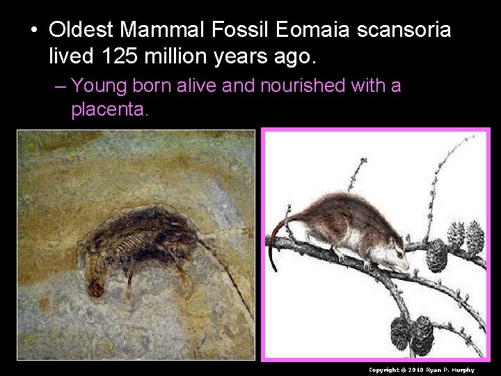 • Oldest Mammal Fossil Eomaia scansoria lived 125 million years ago. – Young