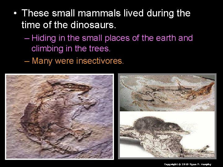  • These small mammals lived during the time of the dinosaurs. – Hiding