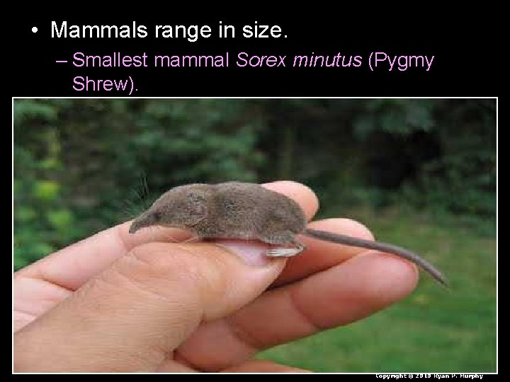  • Mammals range in size. – Smallest mammal Sorex minutus (Pygmy Shrew). Copyright