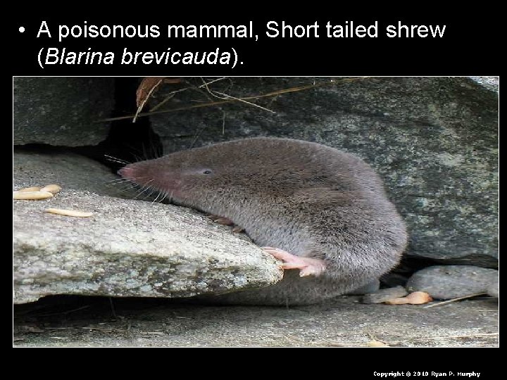 • A poisonous mammal, Short tailed shrew (Blarina brevicauda). Copyright © 2010 Ryan