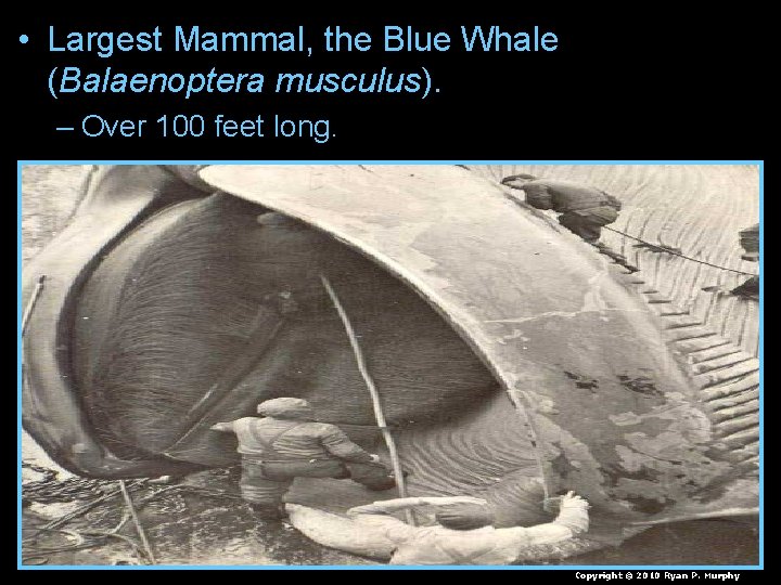  • Largest Mammal, the Blue Whale (Balaenoptera musculus). – Over 100 feet long.