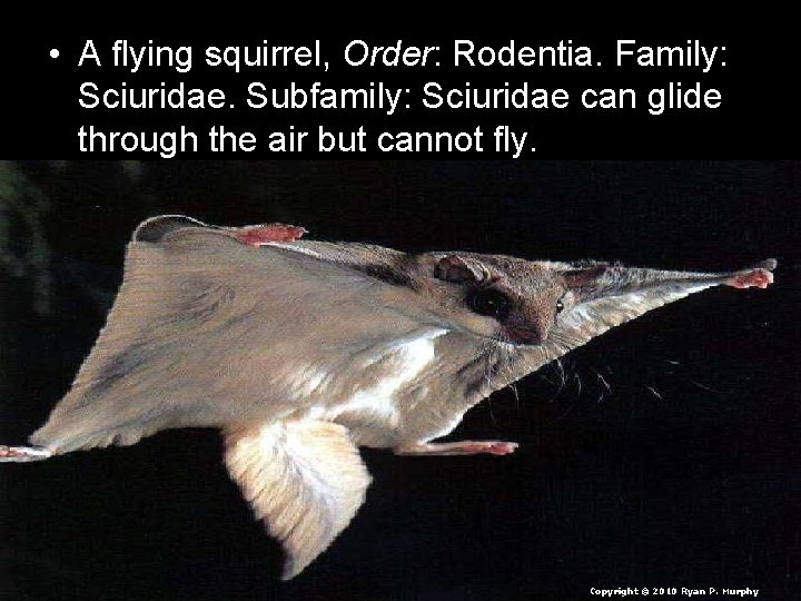  • A flying squirrel, Order: Rodentia. Family: Sciuridae. Subfamily: Sciuridae can glide through