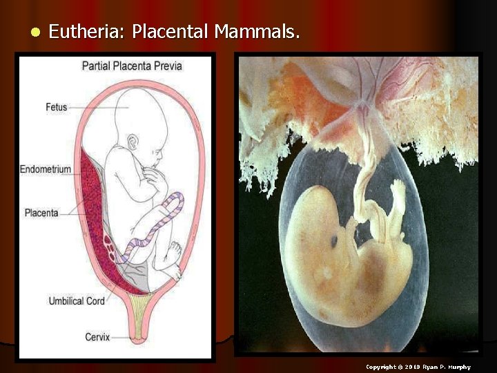 l Eutheria: Placental Mammals. Copyright © 2010 Ryan P. Murphy 