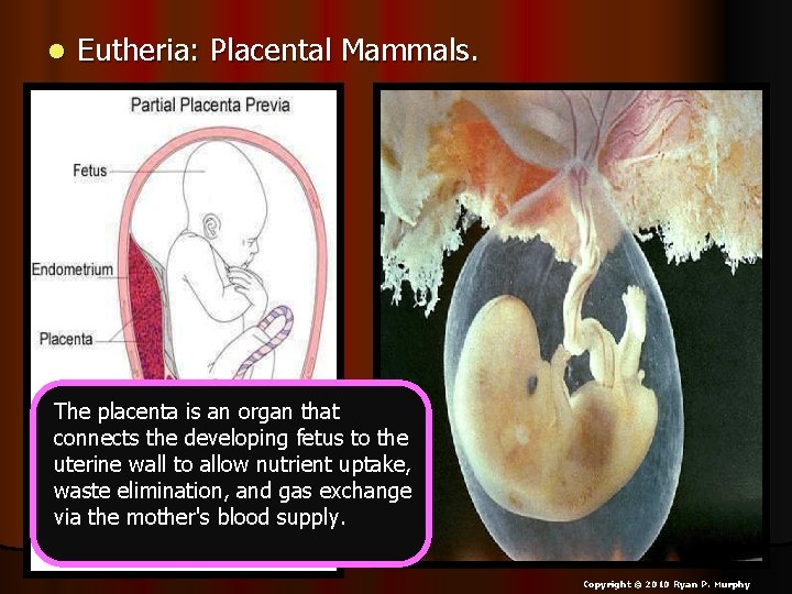 l Eutheria: Placental Mammals. The placenta is an organ that connects the developing fetus