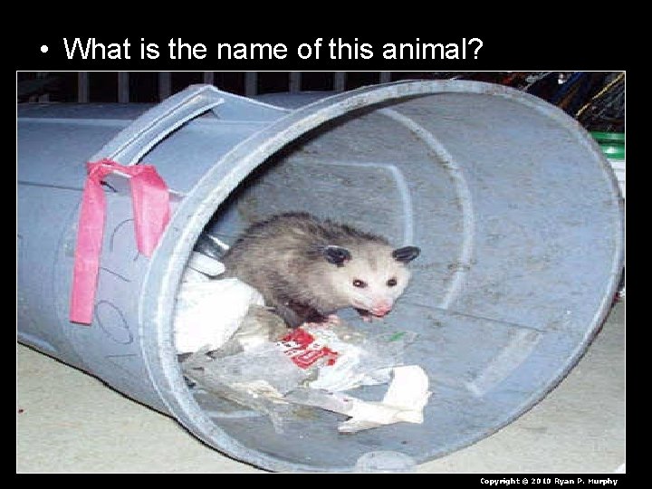  • What is the name of this animal? Copyright © 2010 Ryan P.