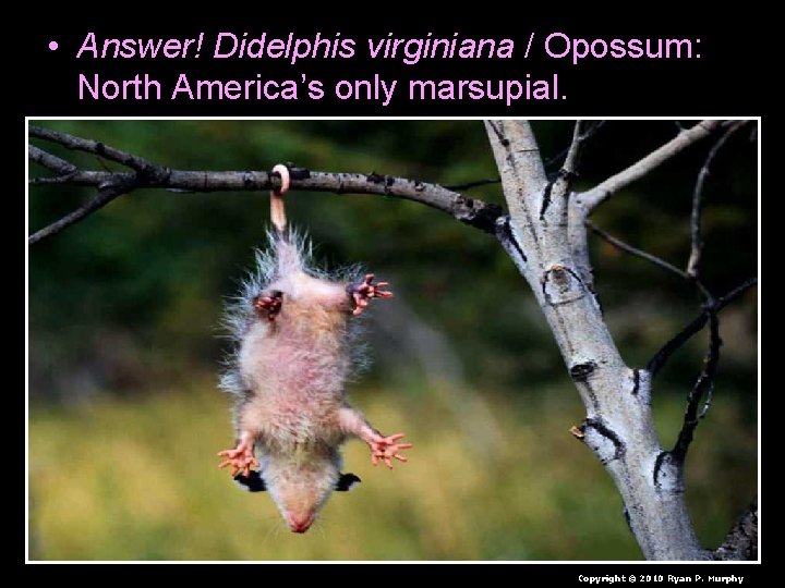  • Answer! Didelphis virginiana / Opossum: North America’s only marsupial. Copyright © 2010