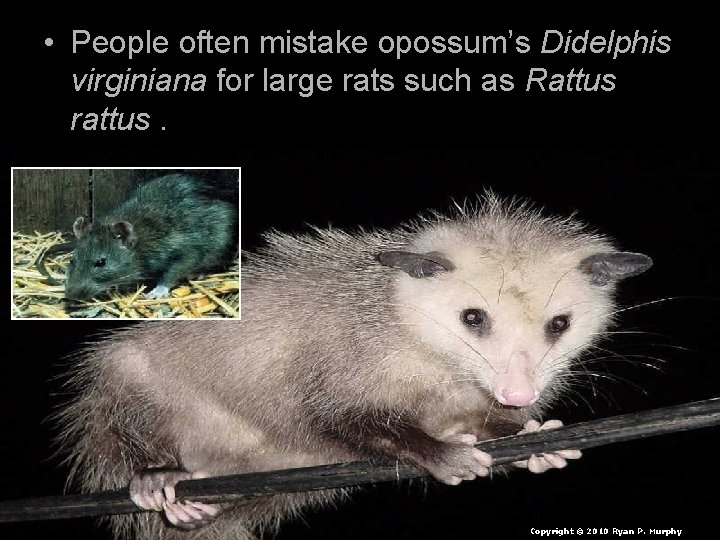  • People often mistake opossum’s Didelphis virginiana for large rats such as Rattus