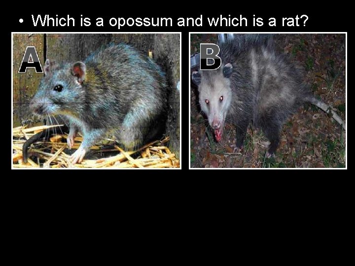  • Which is a opossum and which is a rat? 