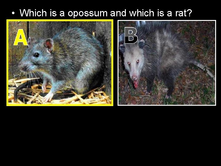  • Which is a opossum and which is a rat? 