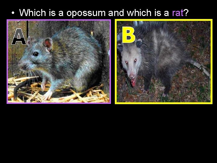  • Which is a opossum and which is a rat? 