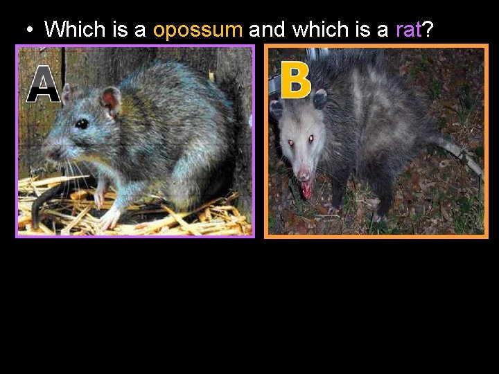  • Which is a opossum and which is a rat? 