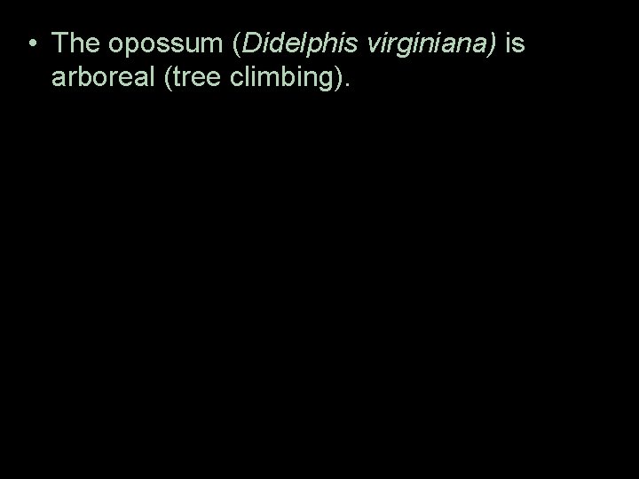  • The opossum (Didelphis virginiana) is arboreal (tree climbing). 