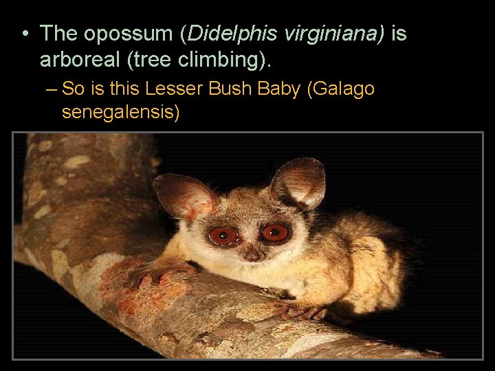  • The opossum (Didelphis virginiana) is arboreal (tree climbing). – So is this