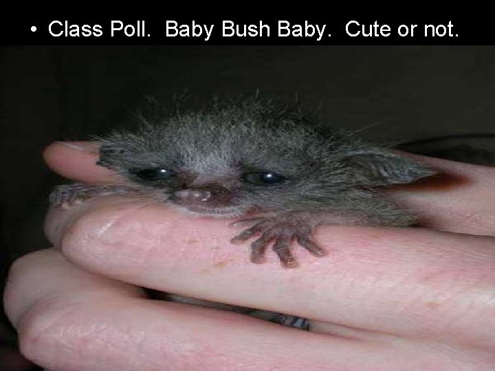  • Class Poll. Baby Bush Baby. Cute or not. 