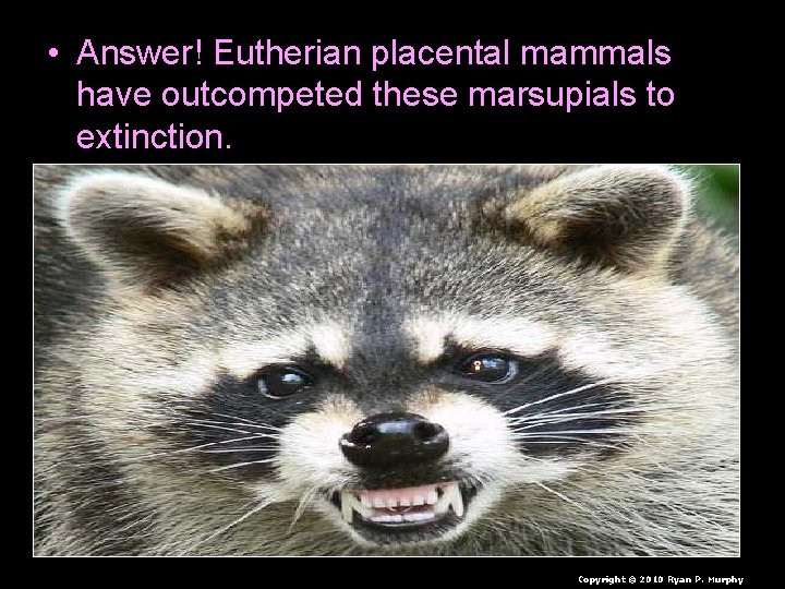  • Answer! Eutherian placental mammals have outcompeted these marsupials to extinction. Copyright ©