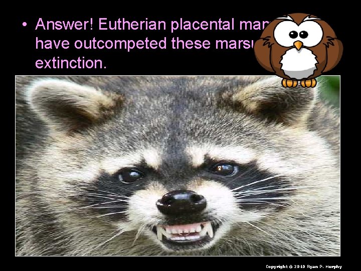  • Answer! Eutherian placental mammals have outcompeted these marsupials to extinction. Copyright ©