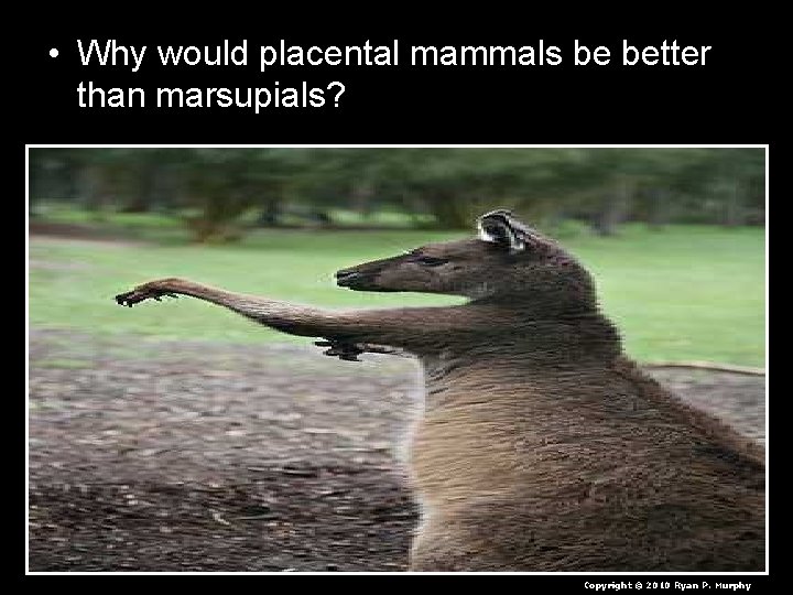  • Why would placental mammals be better than marsupials? Copyright © 2010 Ryan