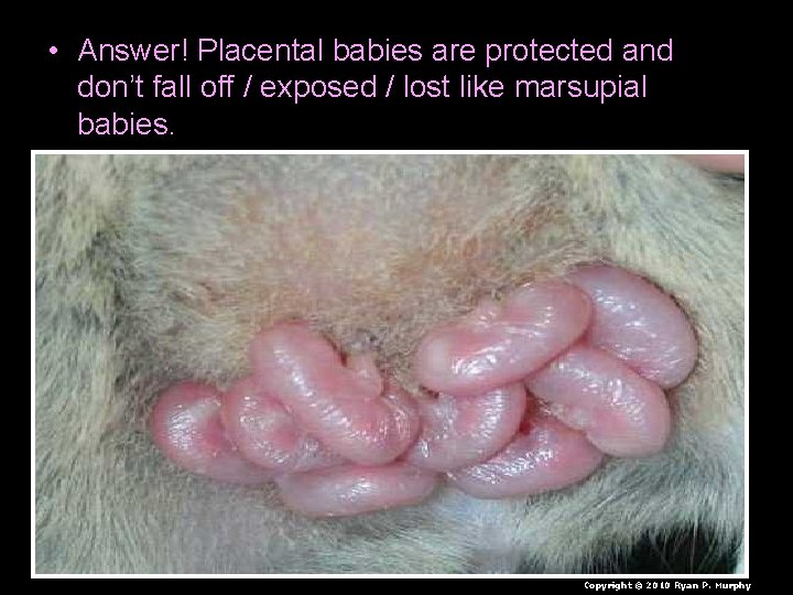  • Answer! Placental babies are protected and don’t fall off / exposed /