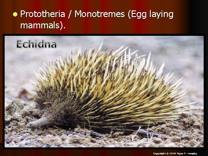 l Prototheria mammals). / Monotremes (Egg laying Copyright © 2010 Ryan P. Murphy 