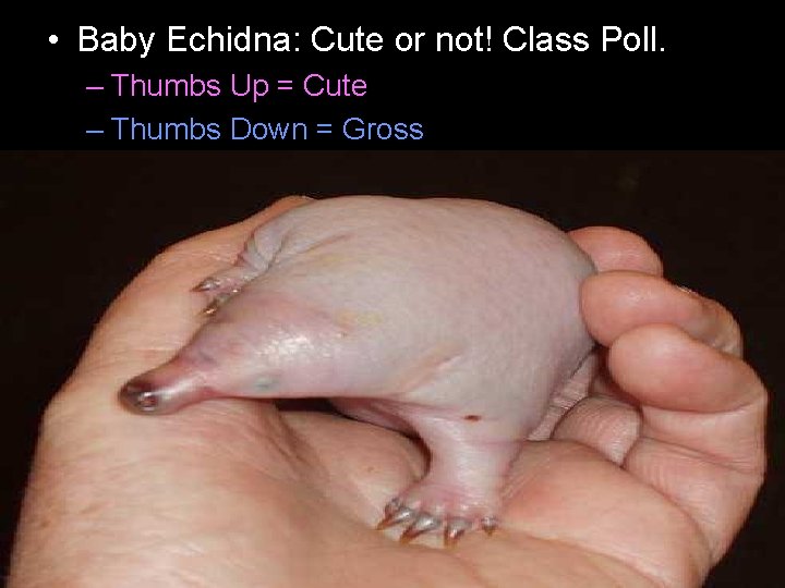  • Baby Echidna: Cute or not! Class Poll. – Thumbs Up = Cute