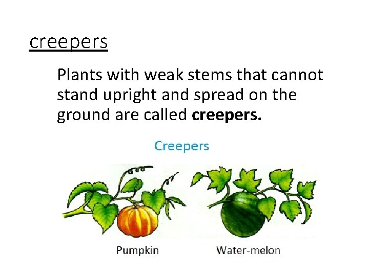 creepers Plants with weak stems that cannot stand upright and spread on the ground