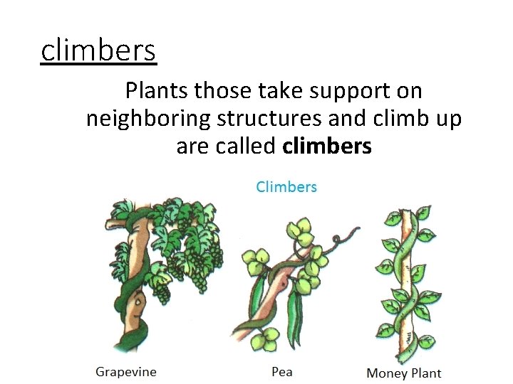 climbers Plants those take support on neighboring structures and climb up are called climbers