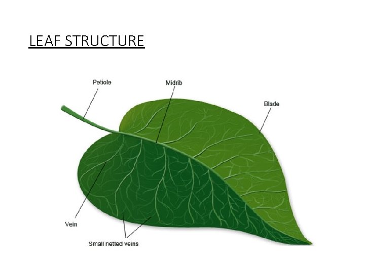 LEAF STRUCTURE 