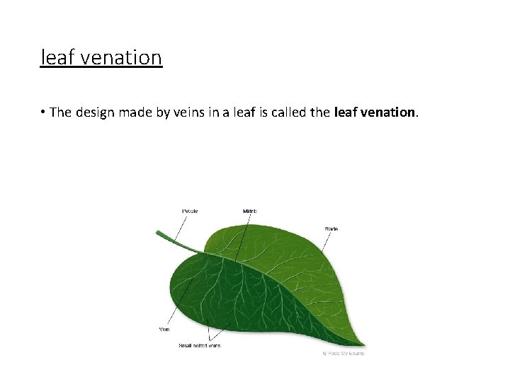 leaf venation • The design made by veins in a leaf is called the