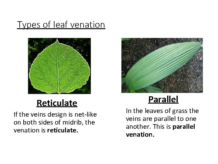 Types of leaf venation Reticulate If the veins design is net-like on both sides