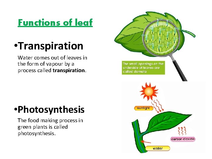 Functions of leaf • Transpiration Water comes out of leaves in the form of
