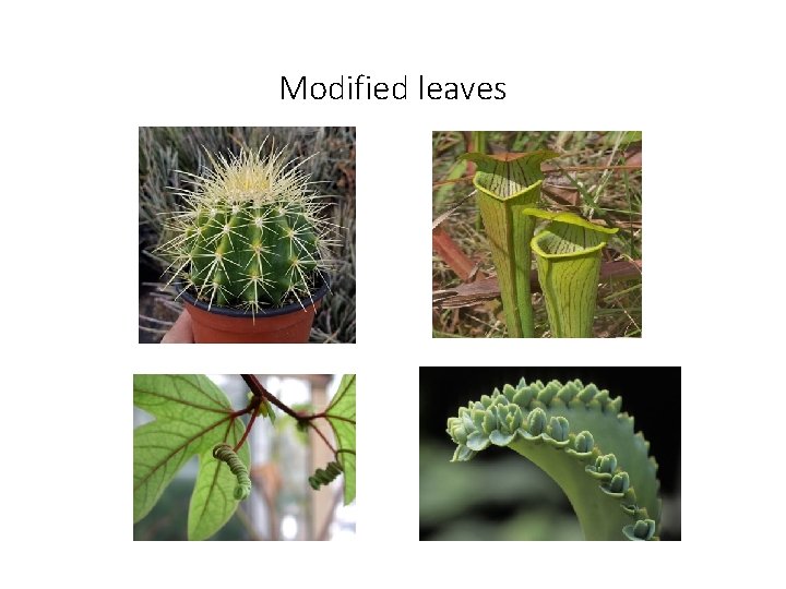 Modified leaves 