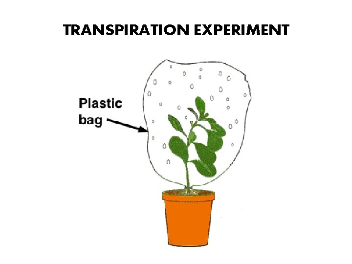 TRANSPIRATION EXPERIMENT 