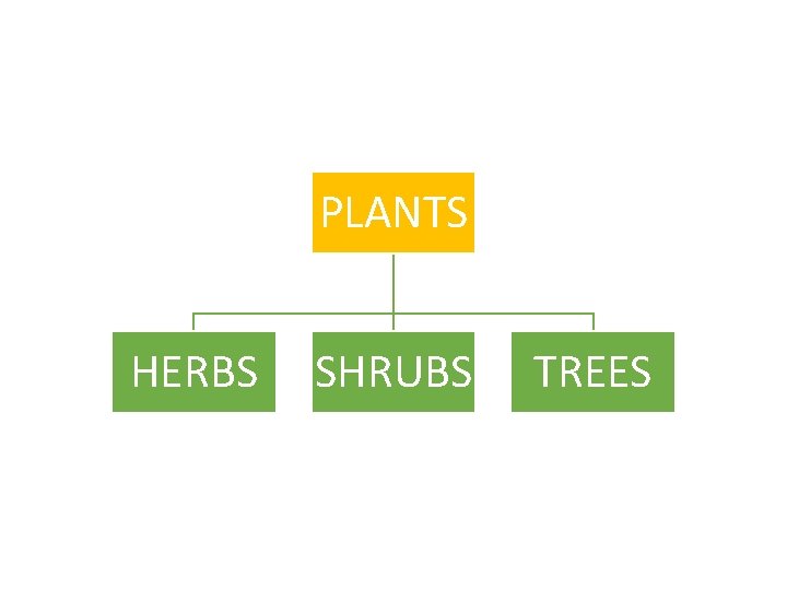 PLANTS HERBS SHRUBS TREES 
