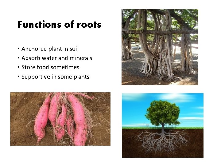 Functions of roots • Anchored plant in soil • Absorb water and minerals •