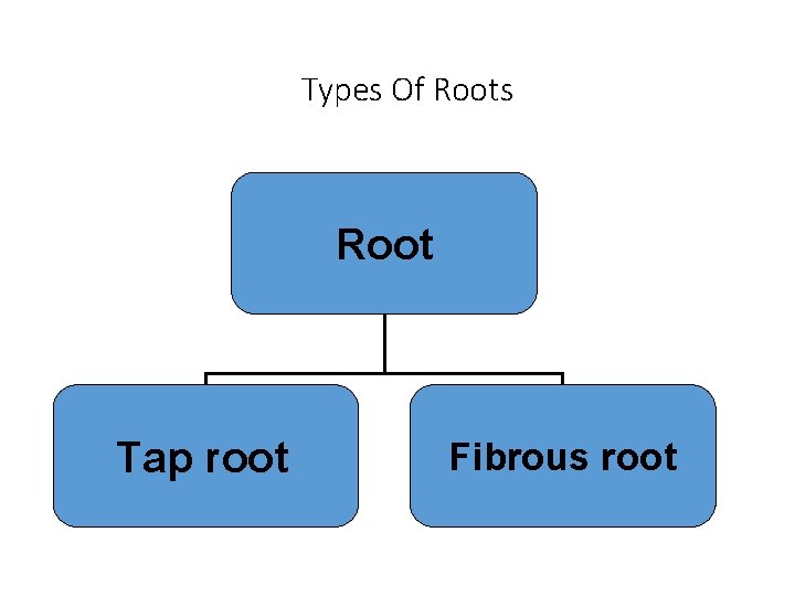 Types Of Roots Root Tap root Fibrous root 