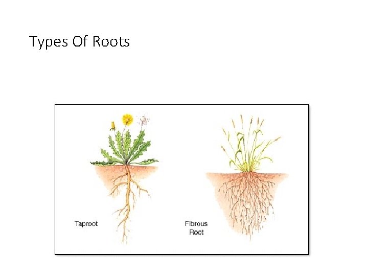 Types Of Roots 