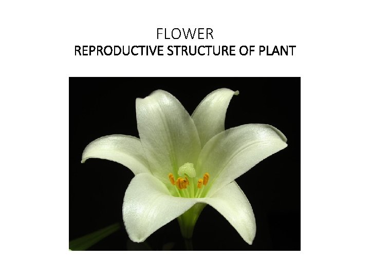 FLOWER REPRODUCTIVE STRUCTURE OF PLANT 