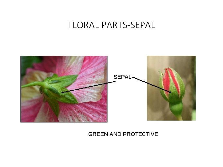FLORAL PARTS-SEPAL GREEN AND PROTECTIVE 