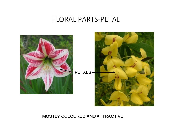FLORAL PARTS-PETALS MOSTLY COLOURED AND ATTRACTIVE 