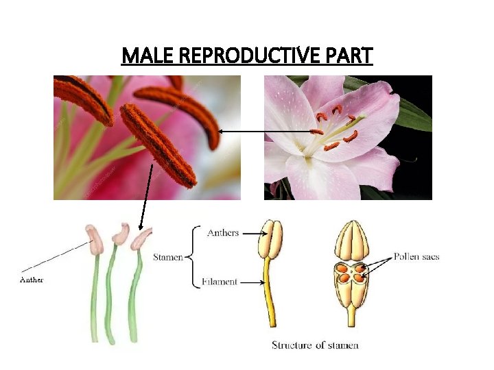 MALE REPRODUCTIVE PART 
