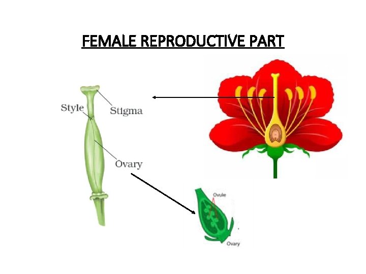 FEMALE REPRODUCTIVE PART 