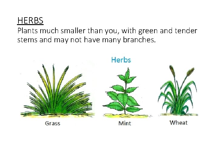 HERBS Plants much smaller than you, with green and tender stems and may not