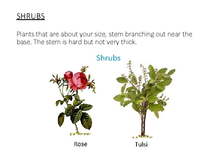 SHRUBS Plants that are about your size, stem branching out near the base. The