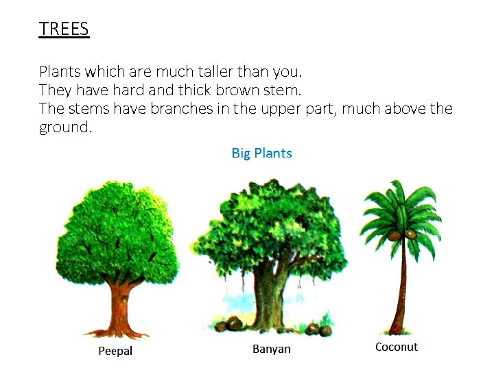 TREES Plants which are much taller than you. They have hard and thick brown
