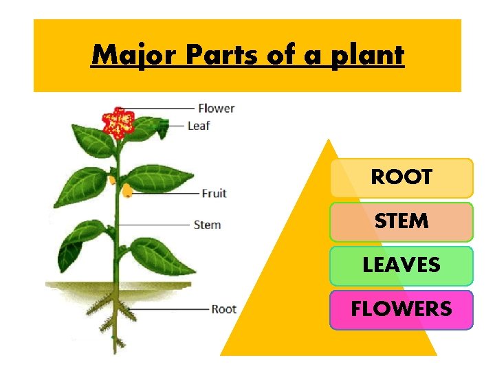 Major Parts of a plant ROOT STEM LEAVES FLOWERS 