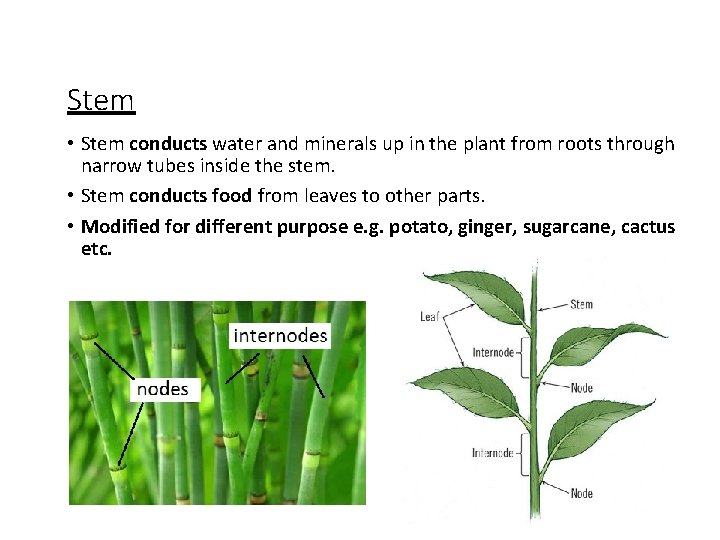 Stem • Stem conducts water and minerals up in the plant from roots through