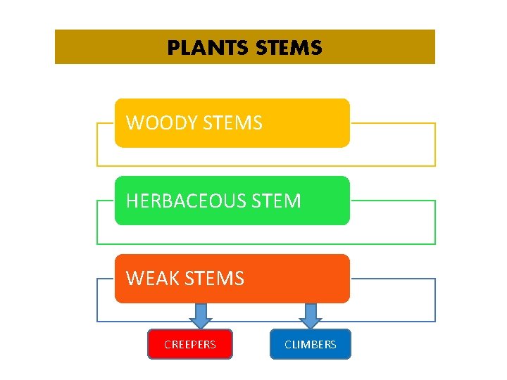 PLANTS STEMS WOODY STEMS HERBACEOUS STEM WEAK STEMS CREEPERS CLIMBERS 