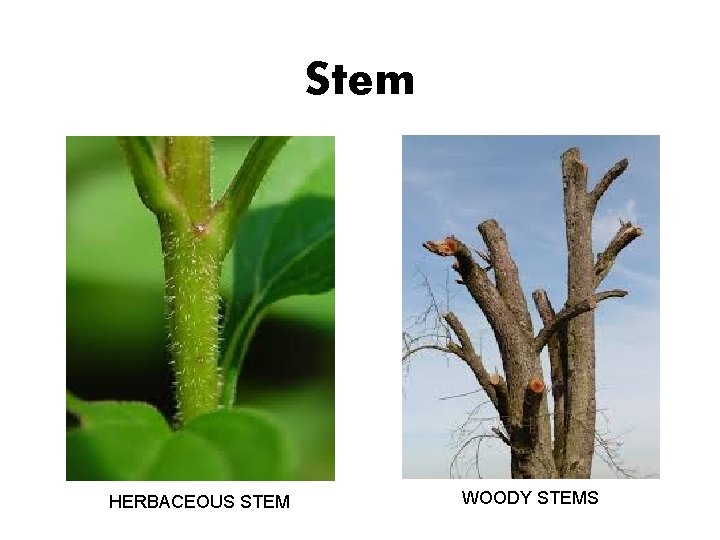 Stem HERBACEOUS STEM WOODY STEMS 