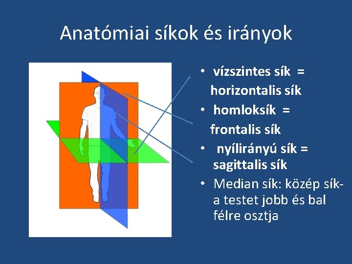 Anatómiai síkok és irányok • vízszintes sík = horizontalis sík • homloksík = frontalis